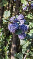 Ceanothus gloriosus exaltatus