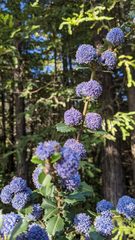 Ceanothus gloriosus exaltatus