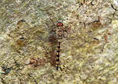 Tyriobapta torrida