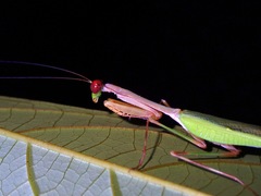 Camelomantis