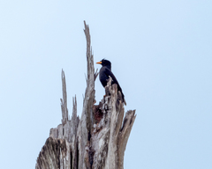 Acridotheres javanicus