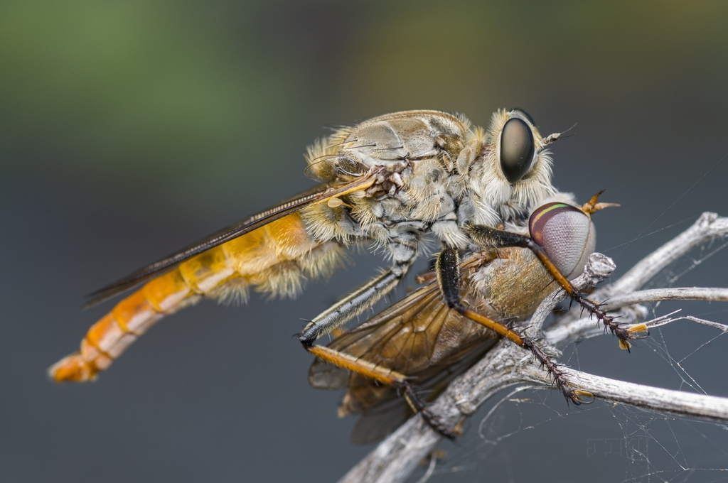 Proctacanthus darlingtoni