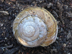 Helminthoglypta walkeriana