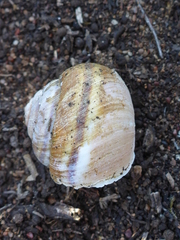 Helminthoglypta walkeriana