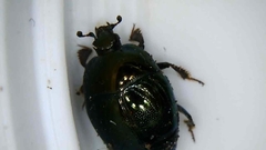 Saprinus pensylvanicus