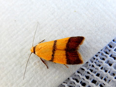 Heteroteucha translatella