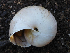 Helminthoglypta walkeriana