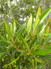 Sideroxylon salicifolium