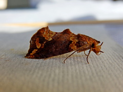 Plusiodonta arctipennis