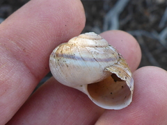 Helminthoglypta walkeriana