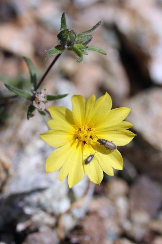 Lagophylla minor (D.D.Keck) D.D.Keck
