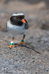 Thinornis novaeseelandiae