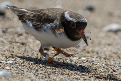 Thinornis novaeseelandiae