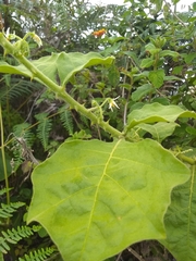 Solanum jamaicense
