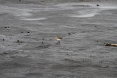 Calidris bairdii