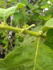 Solanum jamaicense