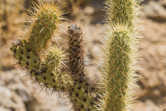 Cylindropuntia ganderi