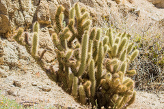 Cylindropuntia ganderi
