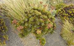 Aciphylla crosby-smithii
