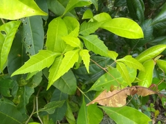 Cissus intermedia