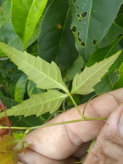 Cissus intermedia