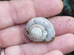 Helminthoglypta umbilicata