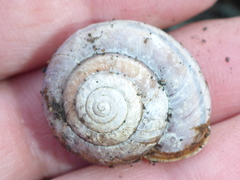 Helminthoglypta umbilicata