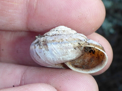 Helminthoglypta umbilicata