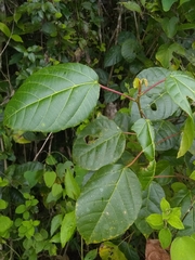Alchornea latifolia