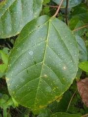 Alchornea latifolia