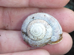 Helminthoglypta umbilicata