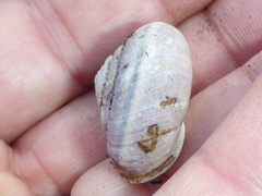 Helminthoglypta umbilicata