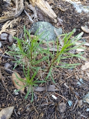 Erigeron reductus angustatus