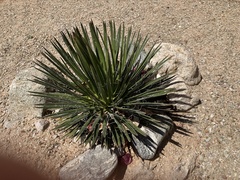 Agave multifilifera