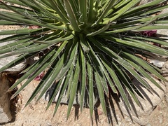Agave multifilifera