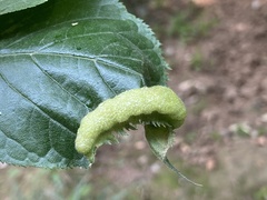 Tuberocephalus higansakurae
