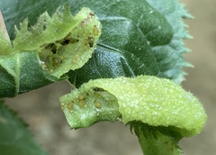 Tuberocephalus higansakurae