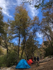 Nothofagus macrocarpa