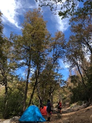 Nothofagus macrocarpa