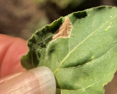 Lithariapteryx abroniaeella