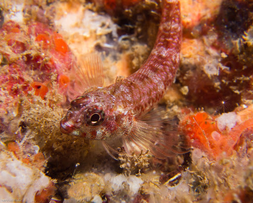Hawaiian Blackhead Triplefin