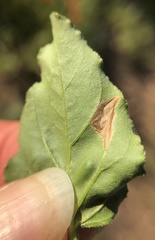 Lithariapteryx abroniaeella