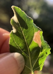 Lithariapteryx abroniaeella