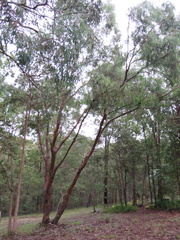 Eucalyptus seeana