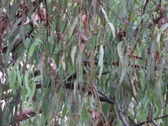 Eucalyptus seeana