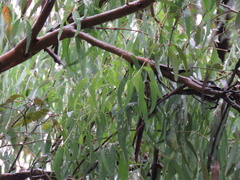 Eucalyptus seeana