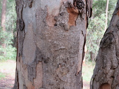 Eucalyptus seeana