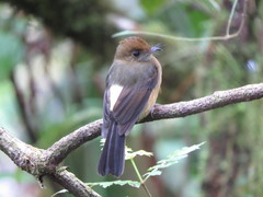 Myiobius villosus