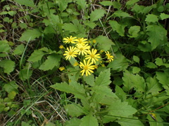 Senecio rufiglandulosus