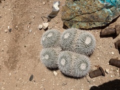 Mammillaria parkinsonii